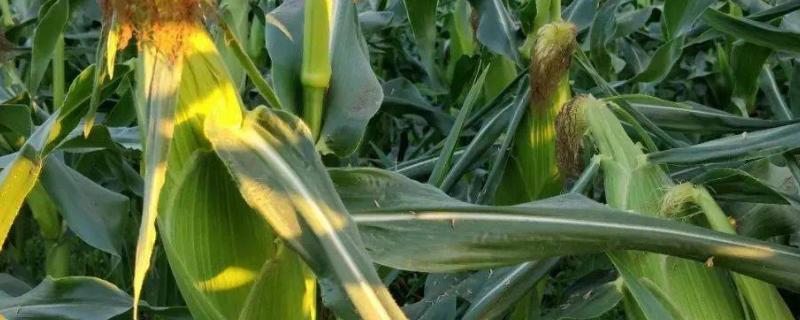 艺海九和玉米种简介