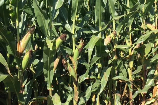 艺海九和玉米种简介,种植密度5500株/亩