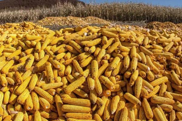 陕单635玉米种子简介,注意防治病虫害