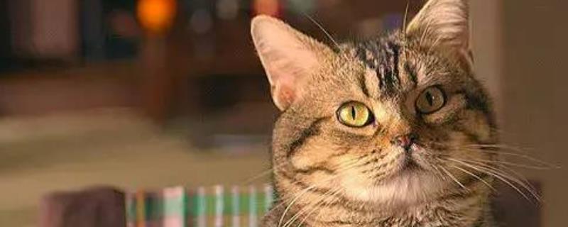 猫肚子中出现寄生虫有何症状