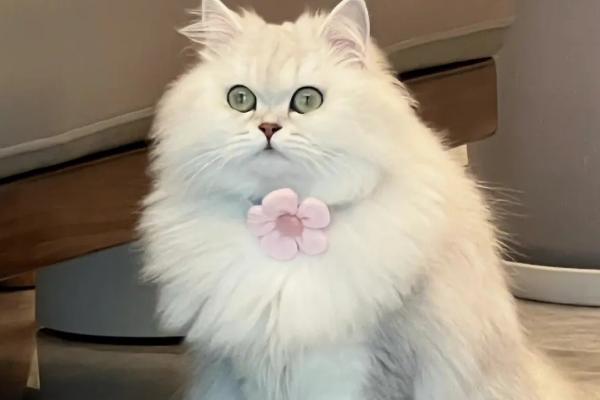 猫肚子中出现寄生虫有何症状，一般具有毛发粗乱、失去光泽等表现