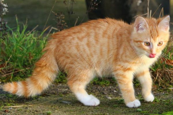 猫肚子中出现寄生虫有何症状，一般具有毛发粗乱、失去光泽等表现