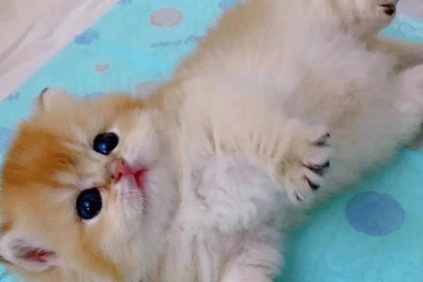 猫肚子中出现寄生虫有何症状，一般具有毛发粗乱、失去光泽等表现