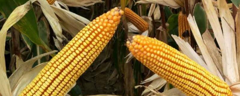 金玉682玉米种简介