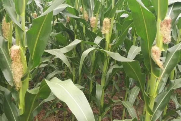 榆单866玉米种子特点,适宜播种期4月中下旬