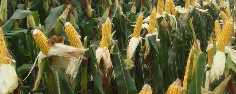 金银326玉米种子简介