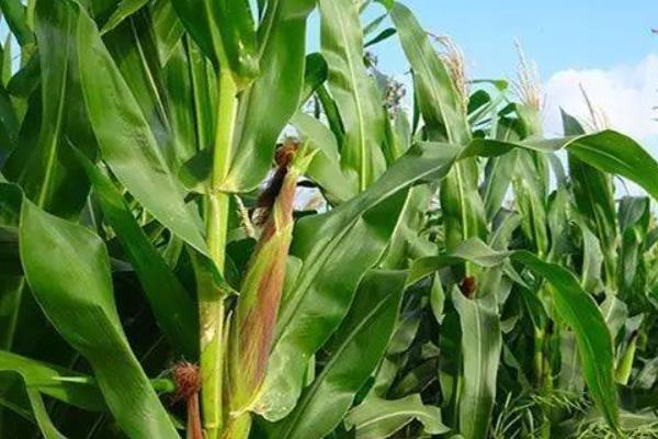 金银326玉米种子简介,雄穗小穗密度中