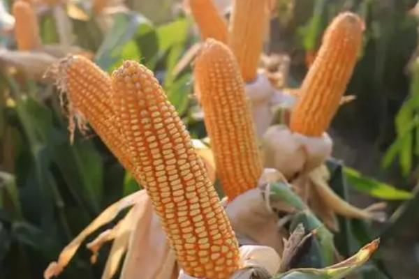 金银326玉米种子简介,雄穗小穗密度中