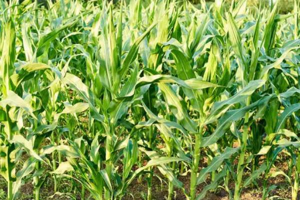 鹏玉99玉米种子特点,平均生育期126天