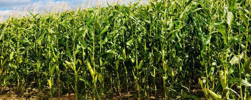 鑫禾508玉米种子简介