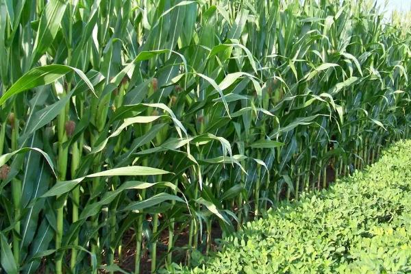 心农98玉米种简介,区试平均生育期132天