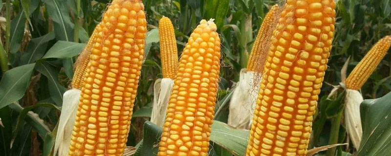 金尚6号玉米种子特点