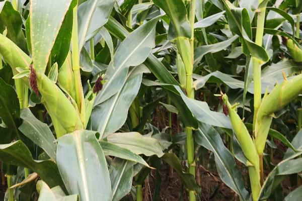 中禾701玉米种子特征特性,中抗纹枯病