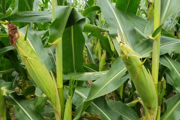 中禾701玉米种子特征特性,中抗纹枯病