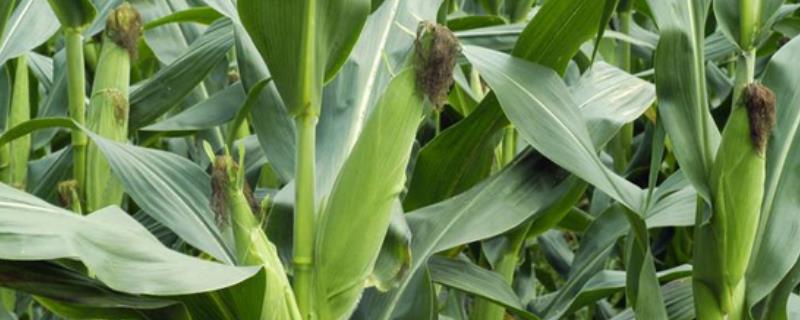 荣科丰赞玉米种子简介