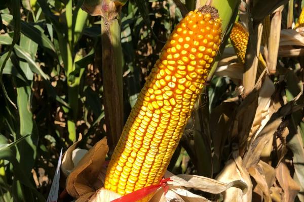 焱白玉1号玉米种子简介,高抗穗腐病