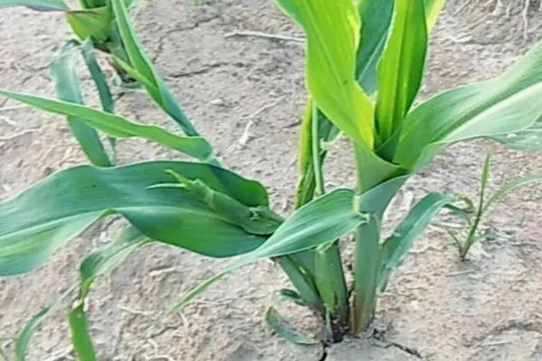 焱白玉1号玉米种子简介,高抗穗腐病