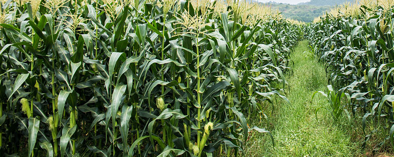 华甜32玉米种子特点