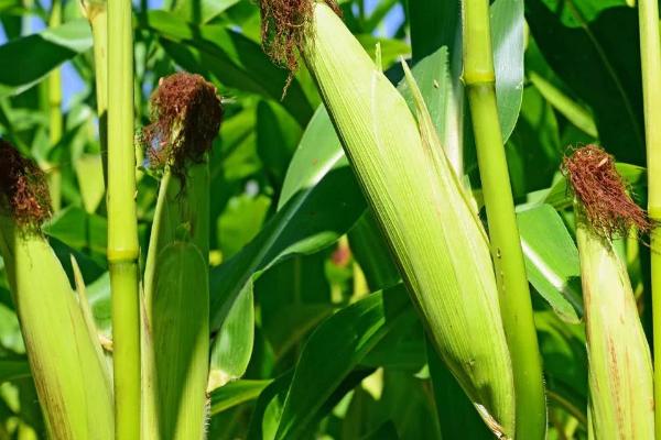 兴单1937玉米品种简介,区试平均生育期124.4天