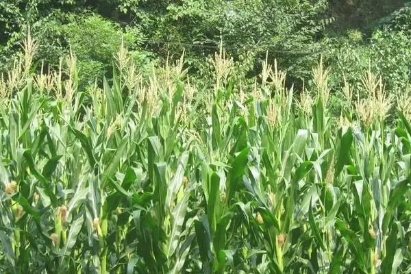 楚单14号玉米种子介绍,应选择中等以上肥力地块种植