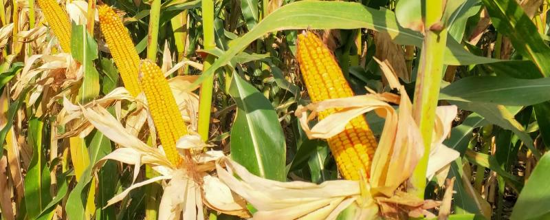 鲁玉316玉米种子特点