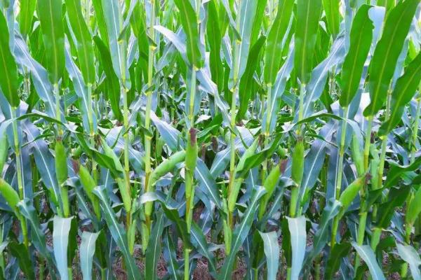 乾泰6819玉米种子特征特性,小穗密度疏到中