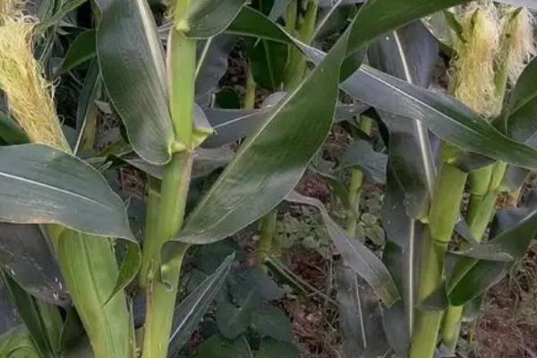 乾泰6819玉米种子特征特性,小穗密度疏到中