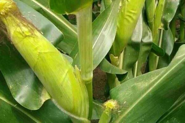 乾泰6819玉米种子特征特性,小穗密度疏到中