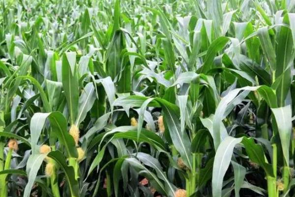 鲁单9088玉米种简介,中抗茎腐病