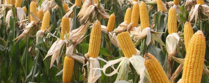 DF815玉米品种简介