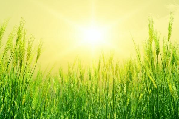 荣华520小麦品种的特性,适宜播期10月上中旬