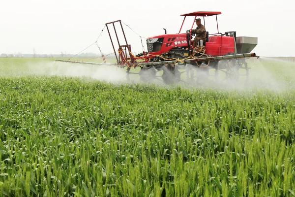 杨职171小麦种子特征特性，属半冬性品种