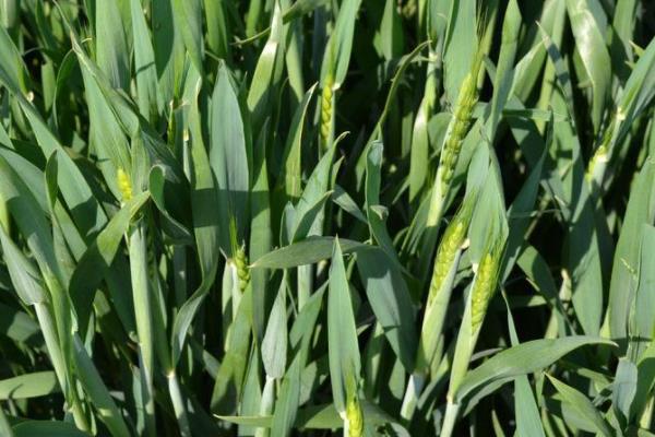 西农119小麦种子介绍,适宜播期10月上中旬