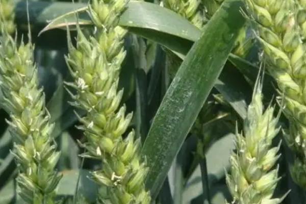 西农186小麦种子特征特性,适宜播期10月上中旬