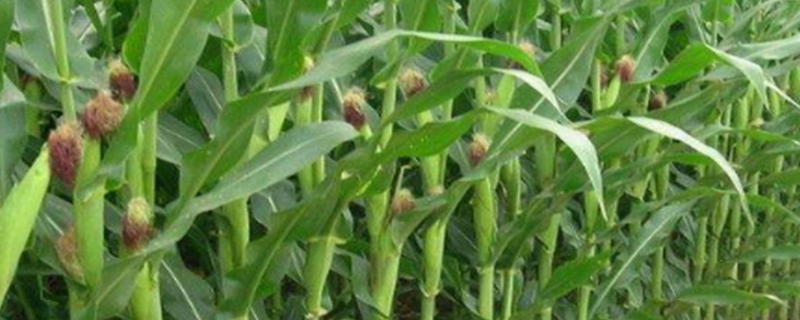 金单3号玉米品种的特性