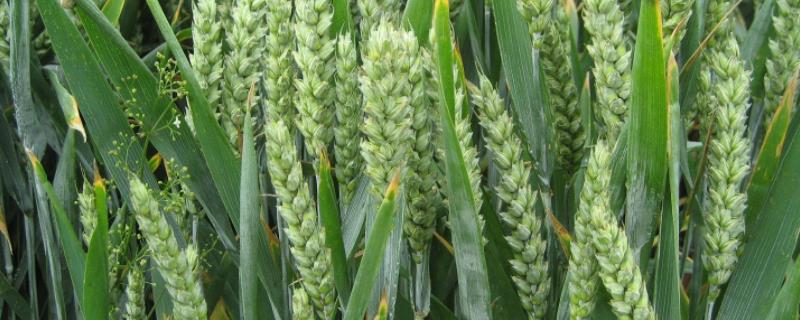 鑫博188小麦种简介