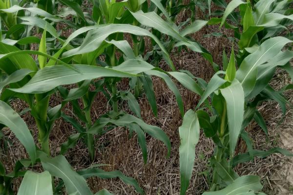 红甜糯8号玉米种子介绍,中抗瘤黑粉病