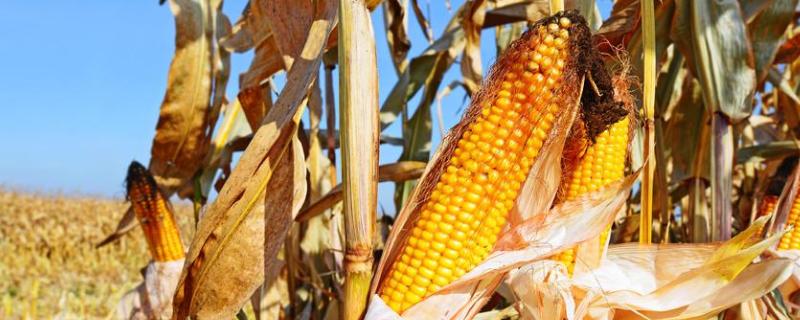 益硕糯130玉米种子特点