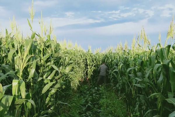 益硕糯130玉米种子特点,基肥应每亩施45千克