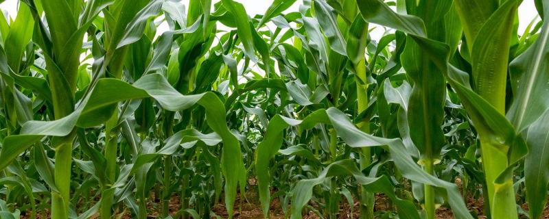 原玉甜糯987玉米种子特点