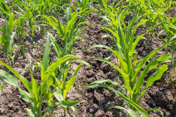 原玉甜糯987玉米种子特点,基肥应每亩施45千克