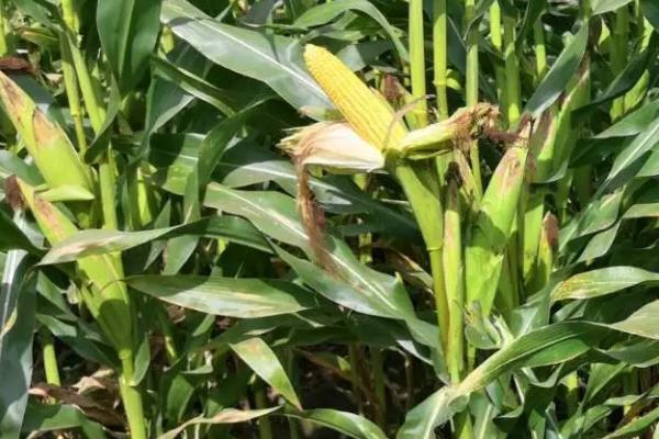 中青贮998玉米种子介绍,该品种在乳熟期青贮收获