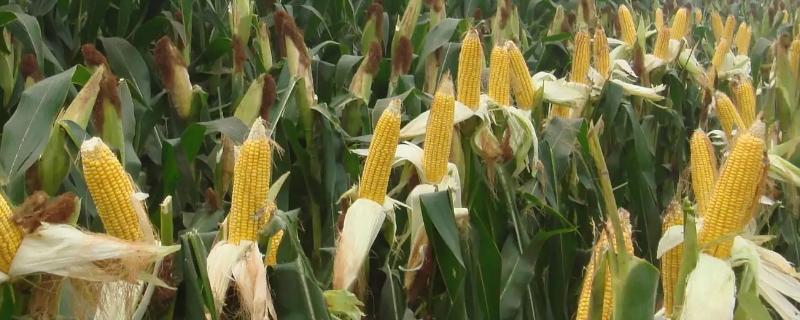 金象1681玉米品种的特性