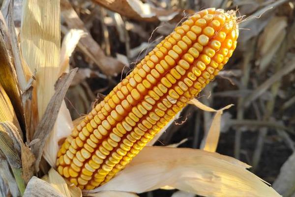 金象1681玉米品种的特性,该品种在乳熟期青贮收获