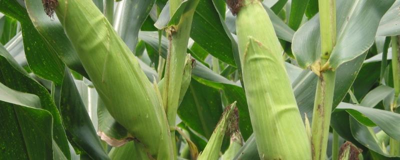 吉青3号玉米种子简介