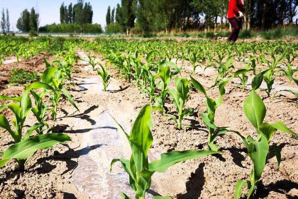 先玉1999玉米品种简介,注意防治病虫害