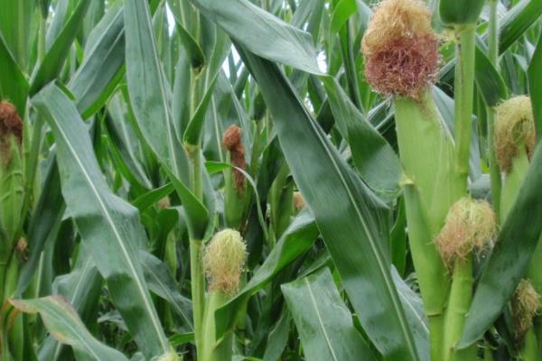 敦青301玉米种子特征特性,中抗腐霉茎腐病