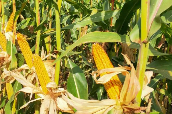 敦青301玉米种子特征特性,中抗腐霉茎腐病