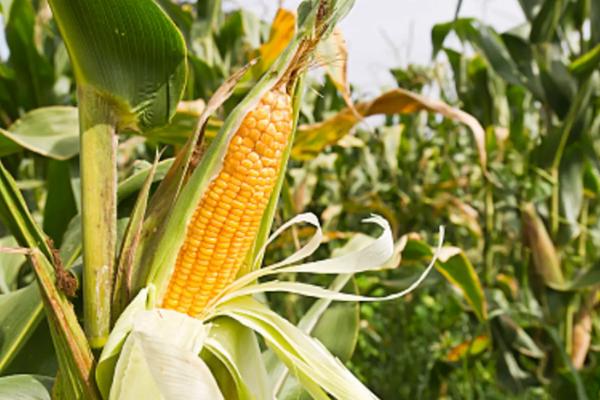 璐玉1947玉米种子特点,基肥应每亩施45千克