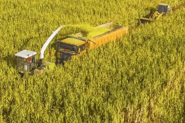 璐玉1947玉米种子特点,基肥应每亩施45千克